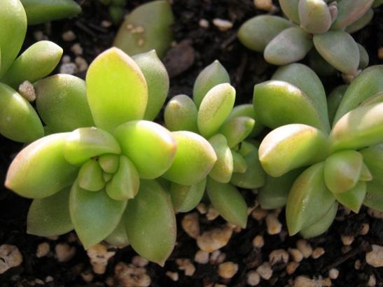 Name:  echeveria derenbergii1.jpg
Views: 1587
Size:  31.4 KB