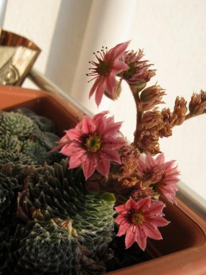 Name:  sempervivum.jpg
Views: 1324
Size:  32.7 KB