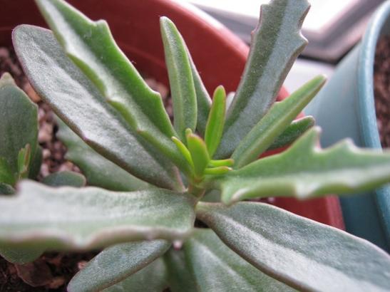 Name:  kalanchoe kewensis.jpg
Views: 1872
Size:  32.8 KB
