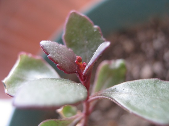 Name:  kalanchoe manginii.jpg
Views: 1870
Size:  55.6 KB