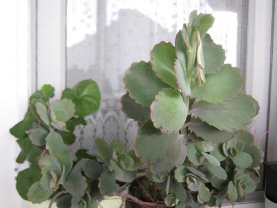 Name:  kalanchoe fedtschenkoi.jpg
Views: 1586
Size:  27.4 KB