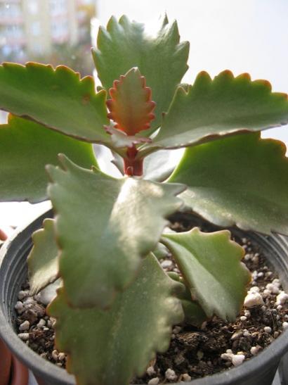 Name:  kalanchoe .....jpg
Views: 1569
Size:  30.4 KB