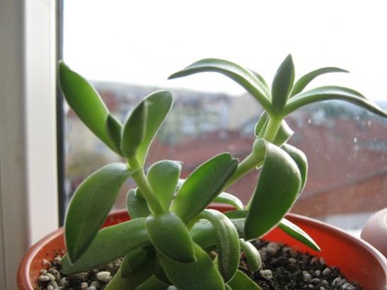 Name:  crassula capitella.jpg
Views: 1446
Size:  25.9 KB