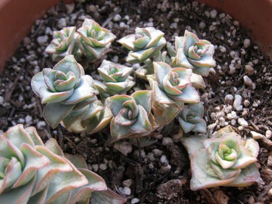 Name:  crassula perforata giant form.jpg
Views: 1674
Size:  47.0 KB