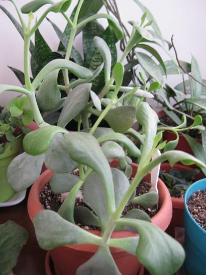Name:  cotyledon orbiculata.jpg
Views: 1670
Size:  38.7 KB