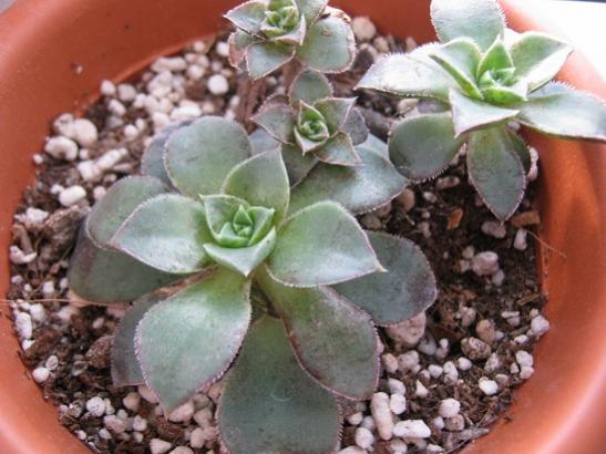 Name:  aeonium haworthii.jpg
Views: 1400
Size:  41.2 KB