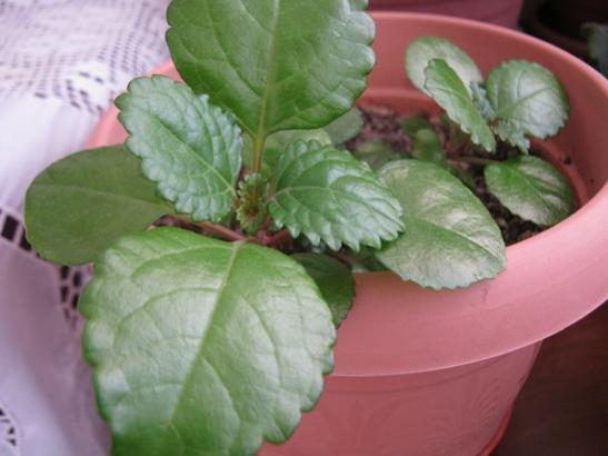 Name:  plectranthus australis.jpg
Views: 1377
Size:  27.8 KB