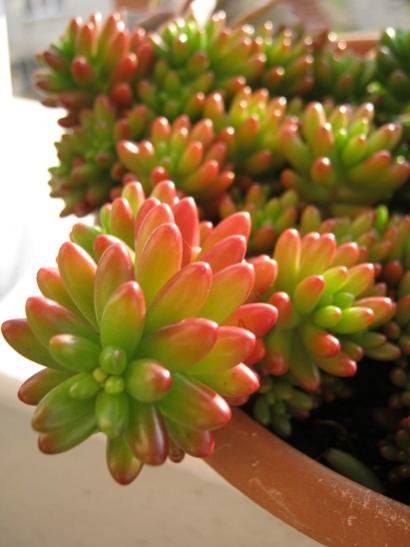 Name:  sedum rubrotinctum.jpg
Views: 1474
Size:  29.5 KB