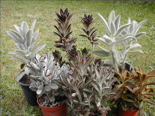 Name:  Kalanchoe-tomentosa-3.jpg
Views: 1434
Size:  71.2 KB
