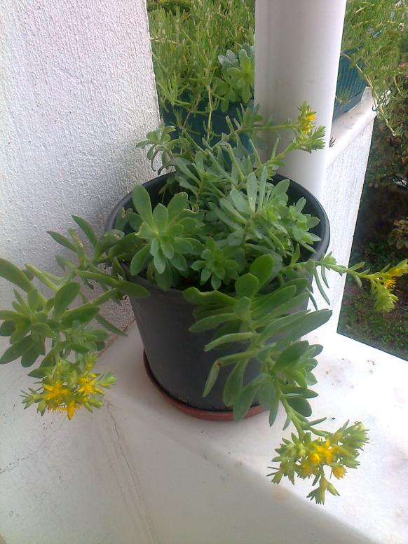 Name:  Fotoraf1818.jpg
Views: 2724
Size:  71.7 KB