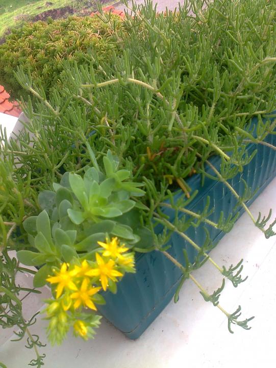 Name:  Fotoraf1819.jpg
Views: 2216
Size:  74.2 KB