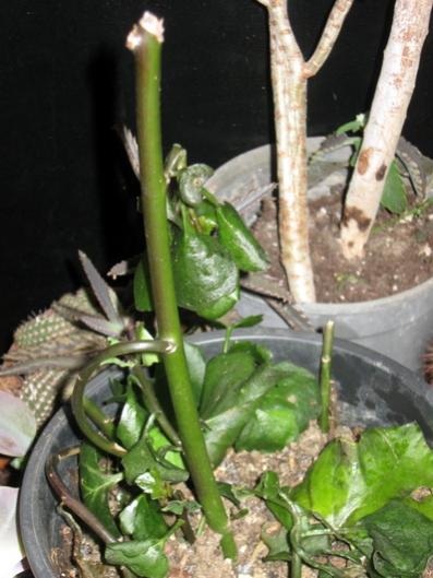 Name:  IMG_3743.jpg
Views: 1312
Size:  37.5 KB