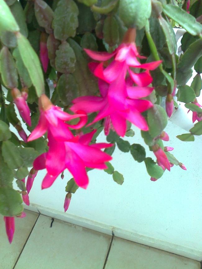 Name:  Fotoraf1858.jpg
Views: 2036
Size:  64.9 KB