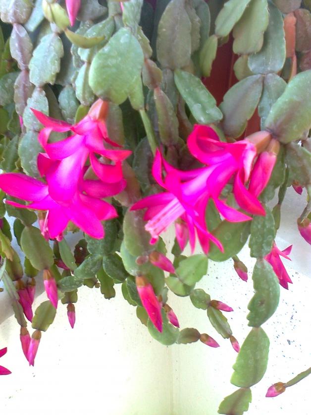 Name:  Fotoraf1893.jpg
Views: 2012
Size:  71.2 KB