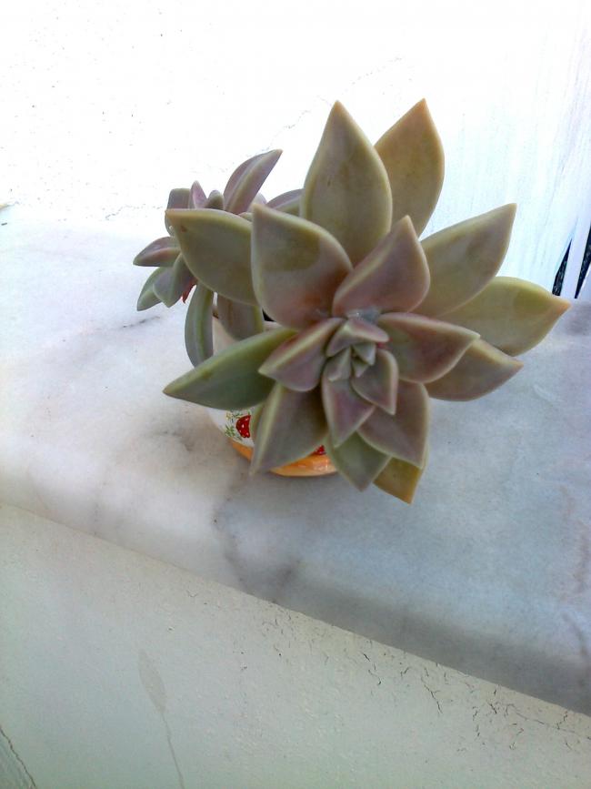 Name:  Fotoraf1884.jpg
Views: 2171
Size:  44.1 KB