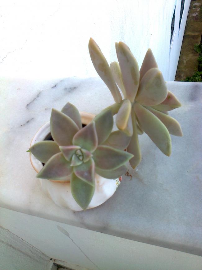 Name:  Fotoraf1885.jpg
Views: 2084
Size:  45.7 KB