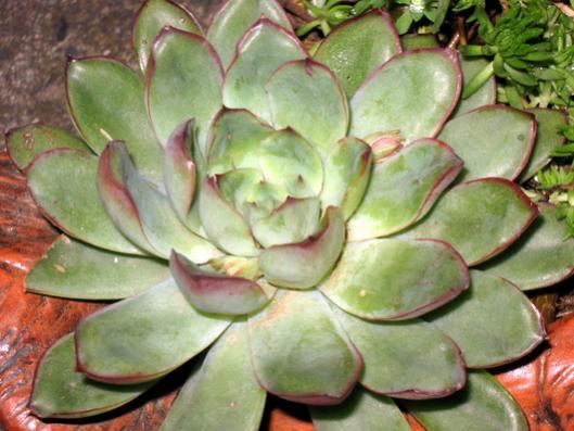 Name:  IMG_3908.jpg
Views: 1238
Size:  39.5 KB