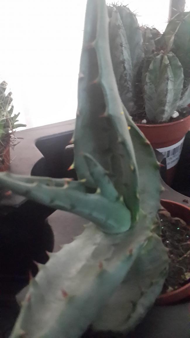 Name:  Aloe mitriformis -Aloe ferox.jpg
Views: 1691
Size:  49.4 KB