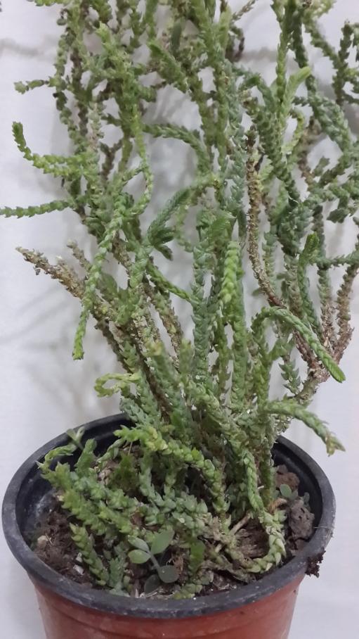 Name:  Crassula lycopodioides (2).jpg
Views: 1055
Size:  79.0 KB