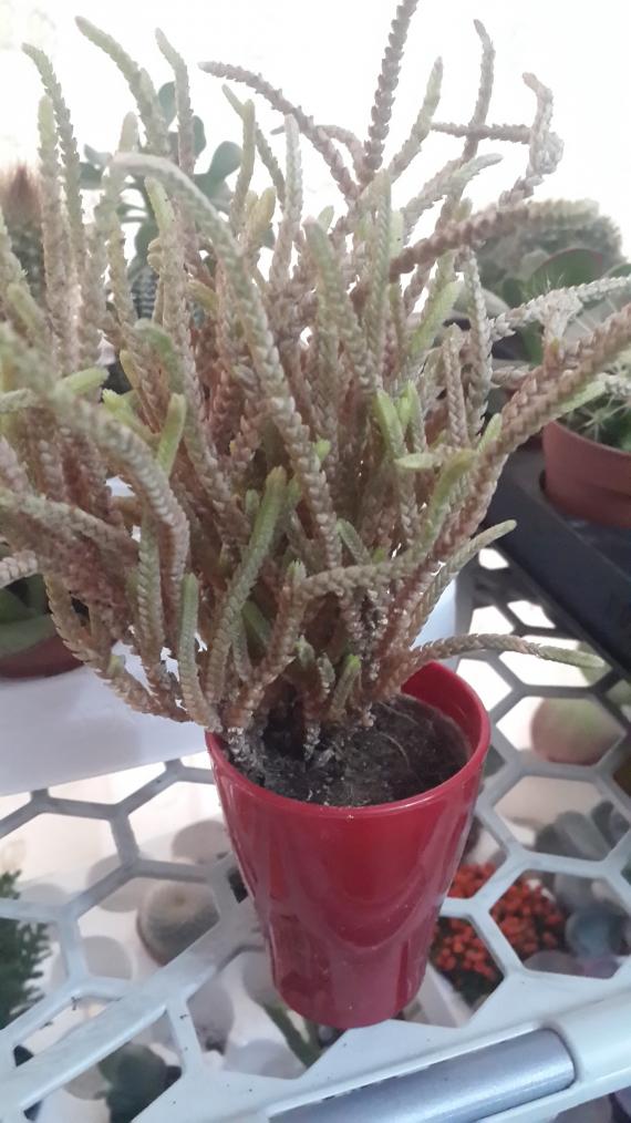 Name:  Crassula lycopodioides.jpg
Views: 978
Size:  75.5 KB