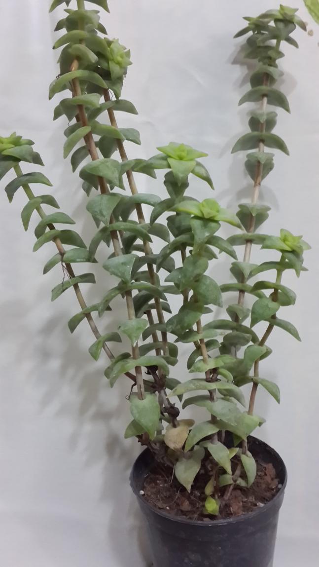 Name:  Crassula marniera..jpg
Views: 966
Size:  70.2 KB