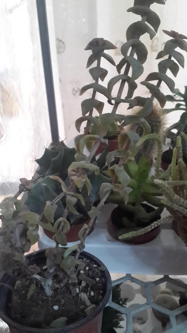 Name:  Crassula marniera.jpg
Views: 1096
Size:  71.9 KB
