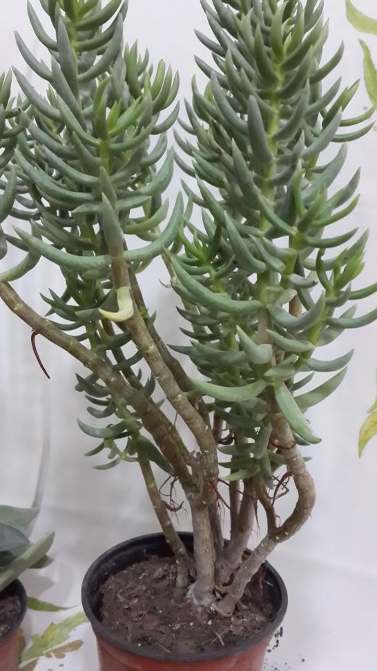 Name:  Crassula tetragona.jpg
Views: 1085
Size:  78.1 KB