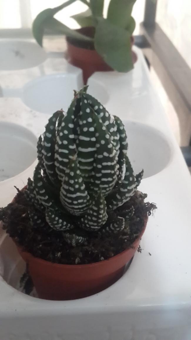 Name:  Haworthia attenuata..jpg
Views: 1451
Size:  51.2 KB