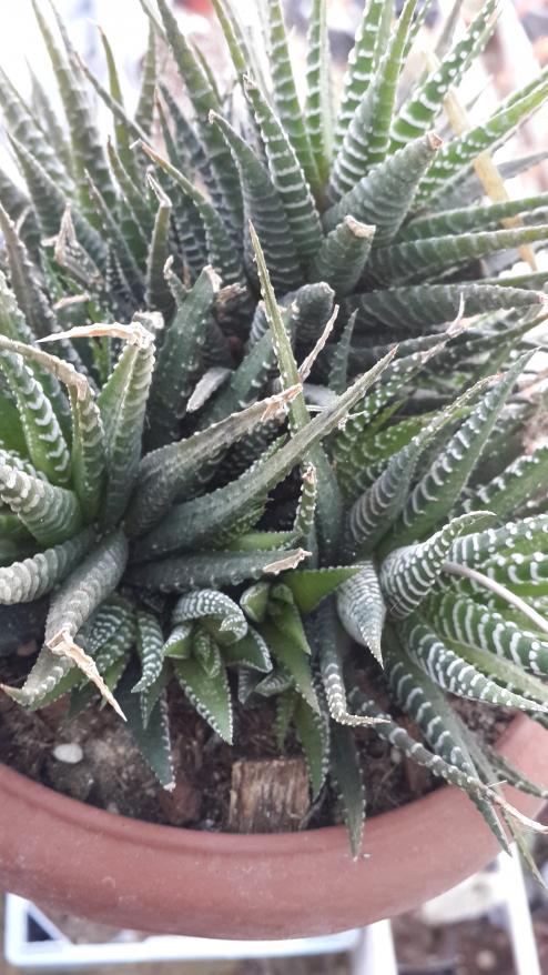 Name:  Haworthia attenuata.jpg
Views: 838
Size:  80.9 KB