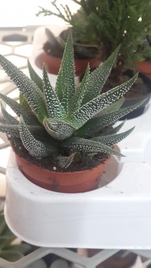 Name:  haworthia limifolia (2).jpg
Views: 1118
Size:  71.3 KB