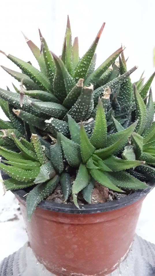 Name:  Haworthia limifolia..jpg
Views: 1157
Size:  77.0 KB