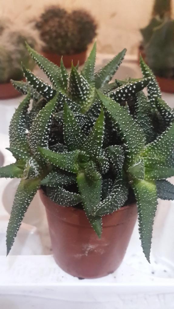 Name:  Haworthia limifolia.jpg
Views: 1086
Size:  75.1 KB
