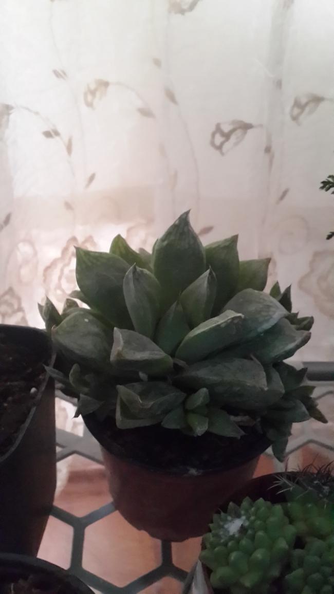 Name:  Howarthia retusa var..jpg
Views: 1070
Size:  48.2 KB