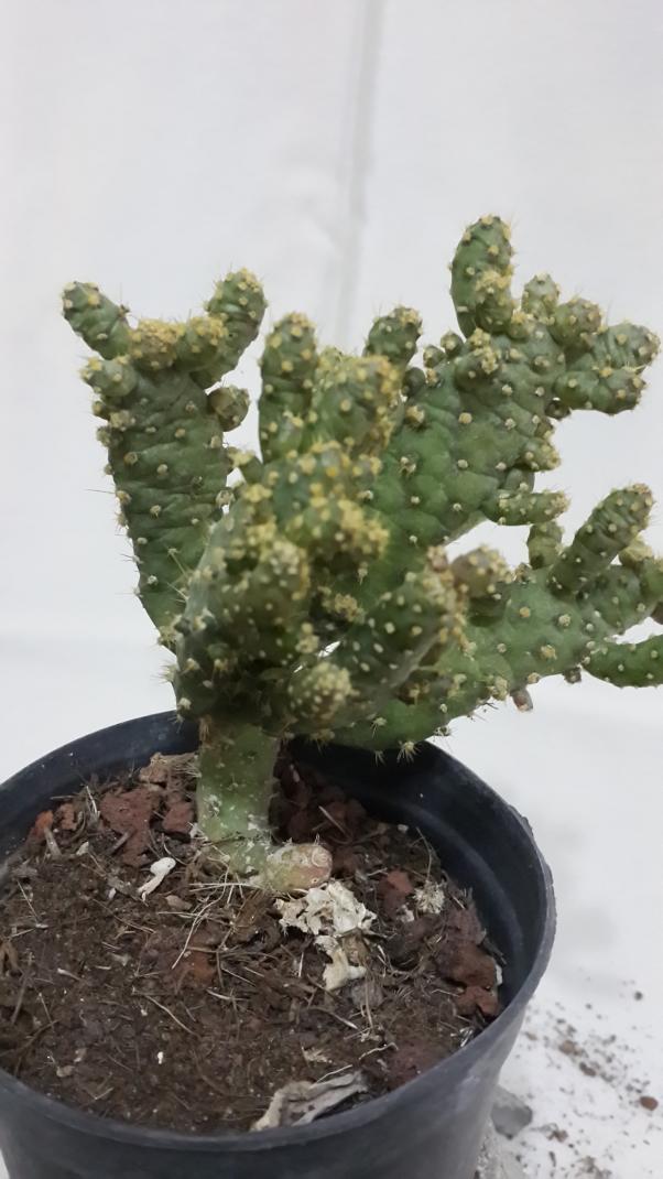 Name:  Cereus jamacaru monstruosus.jpg
Views: 1075
Size:  72.5 KB