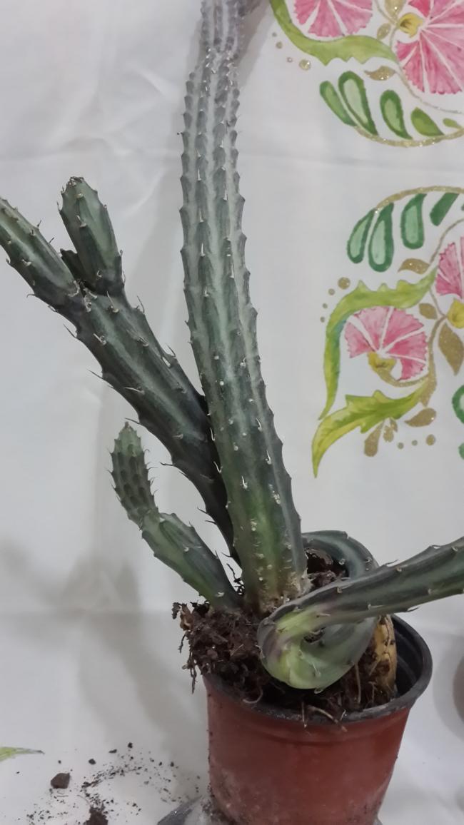 Name:  Cereus jamacaru.jpg
Views: 1075
Size:  67.2 KB
