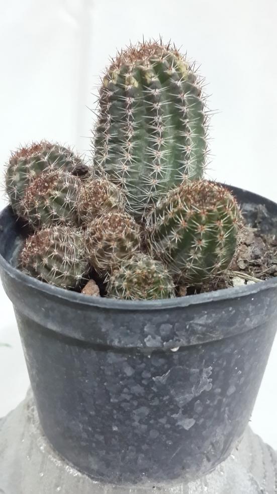 Name:  Chamaecereus silvestrii (2).jpg
Views: 900
Size:  75.6 KB