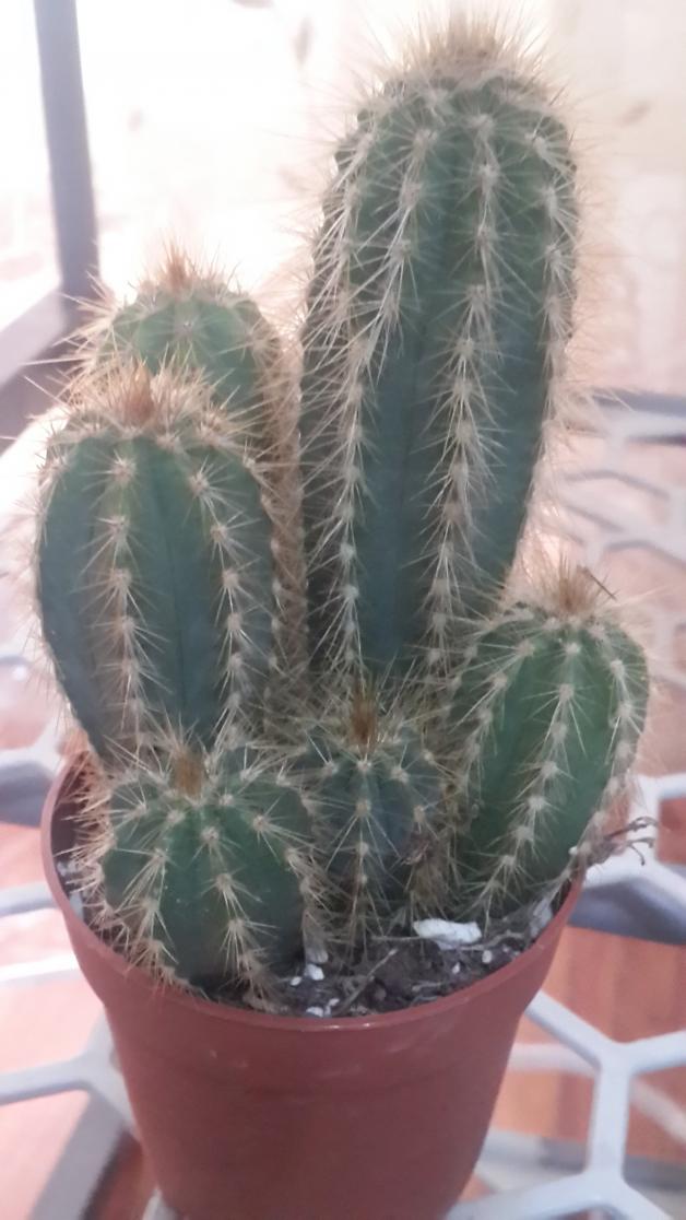 Name:  Chamaecereus silvestrii.jpg
Views: 1205
Size:  71.3 KB