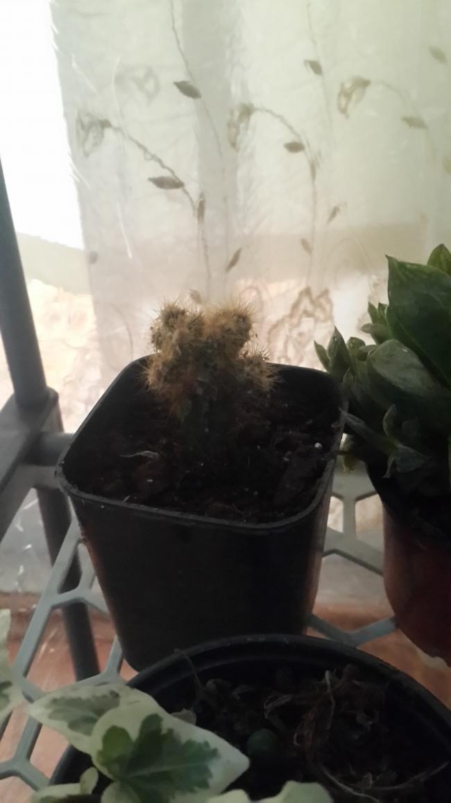 Name:  Cereus peruvianus var. mostruosus.jpg
Views: 903
Size:  50.6 KB