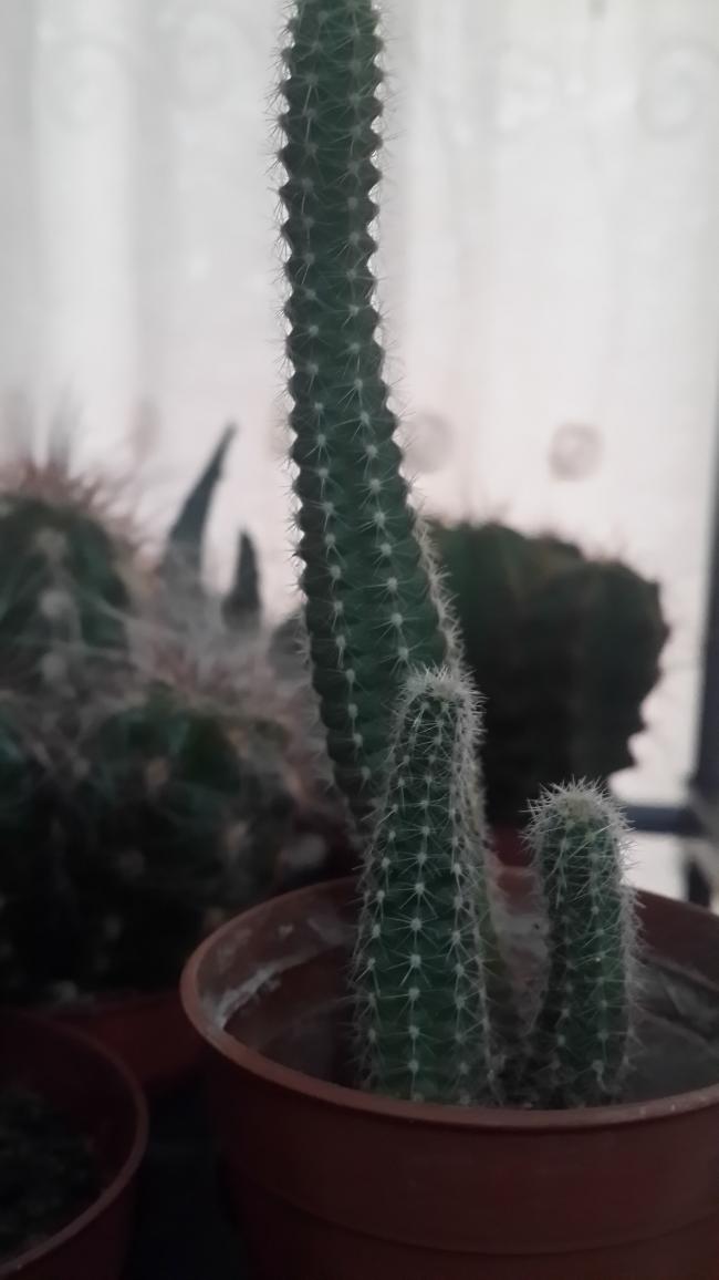 Name:  Chamaecereus sylvestris.jpg
Views: 1023
Size:  47.5 KB