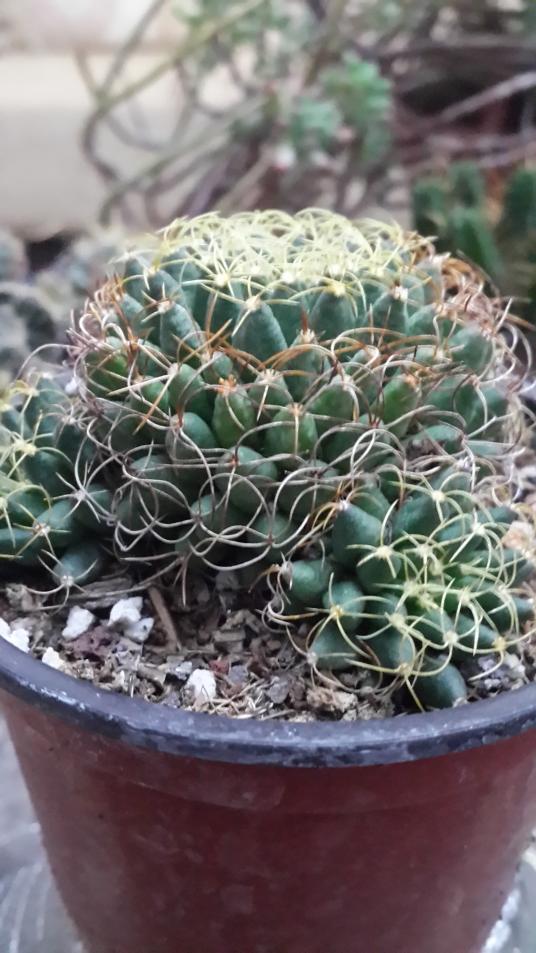 Name:  Mammillaria camptotricha marnier-lapostollei.jpg
Views: 1275
Size:  77.4 KB