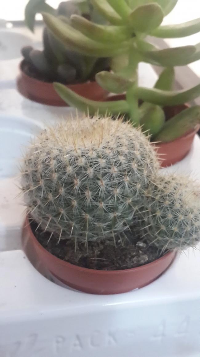 Name:  Mammillaria celsiana.jpg
Views: 1180
Size:  66.5 KB
