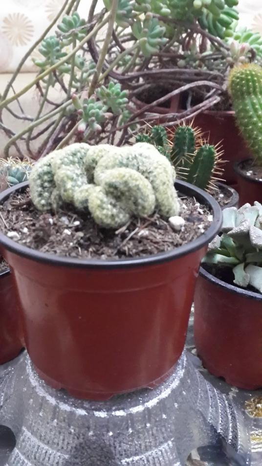Name:  mammillaria elongata cristata.jpg
Views: 1115
Size:  77.5 KB