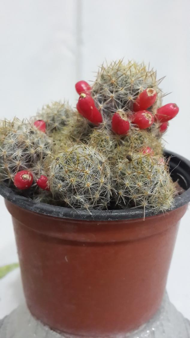 Name:  Mammillaria prolifera var texana.jpg
Views: 1651
Size:  70.8 KB