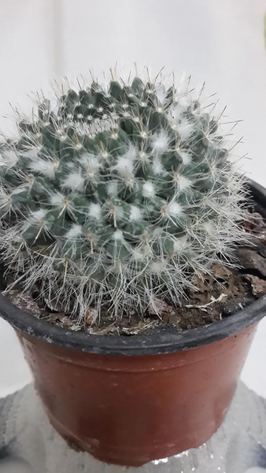 Name:  Mammillaria karwinskiana.jpg
Views: 931
Size:  75.8 KB