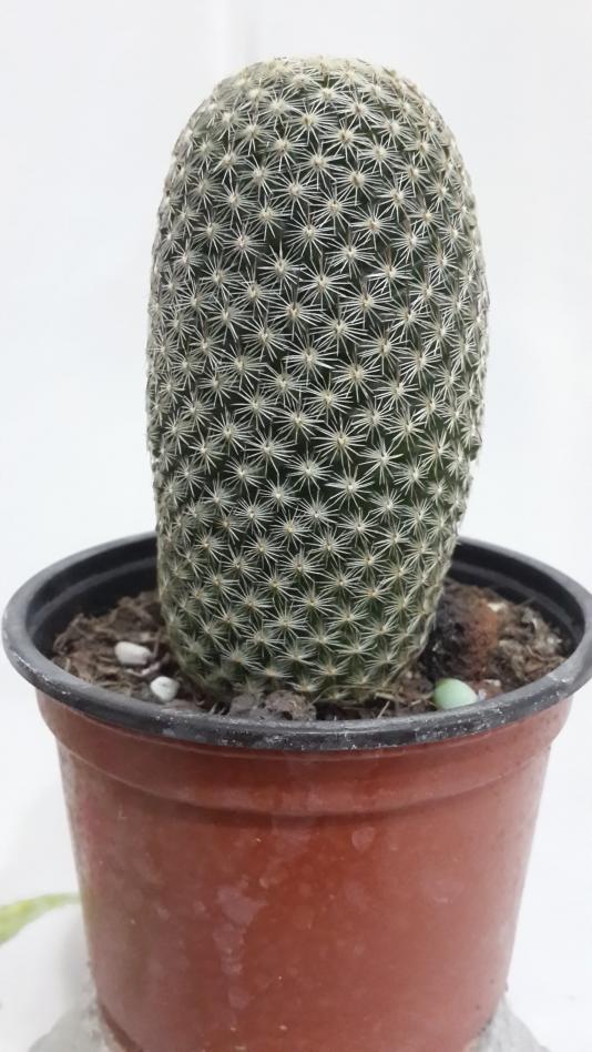 Name:  Mammillaria spinosissima.jpg
Views: 1497
Size:  75.6 KB