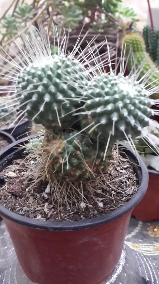 Name:  Mammillaria spinosissima cv 'Un pico'.jpg
Views: 1512
Size:  79.5 KB