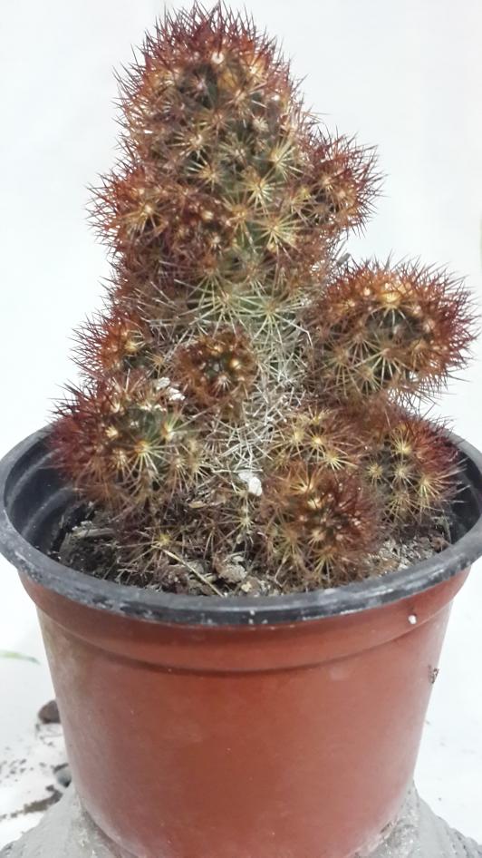 Name:  Mammillaria elongata cv. copper kng.jpg
Views: 1469
Size:  77.0 KB