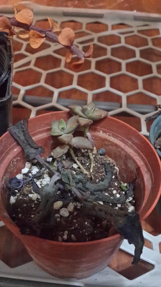 Name:  kalanchoe daigremontiana-akn gzyalar ve...jpg
Views: 1037
Size:  74.7 KB