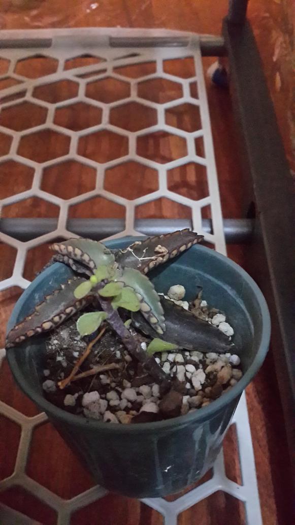 Name:  kalanchoe daigremontiana-akn gzyalar.jpg
Views: 1005
Size:  73.0 KB
