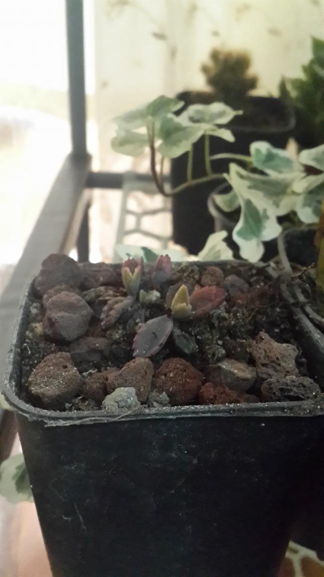 Name:  kalanchoe daigremontiana-Akn Gzyalar (2).jpg
Views: 1082
Size:  66.6 KB